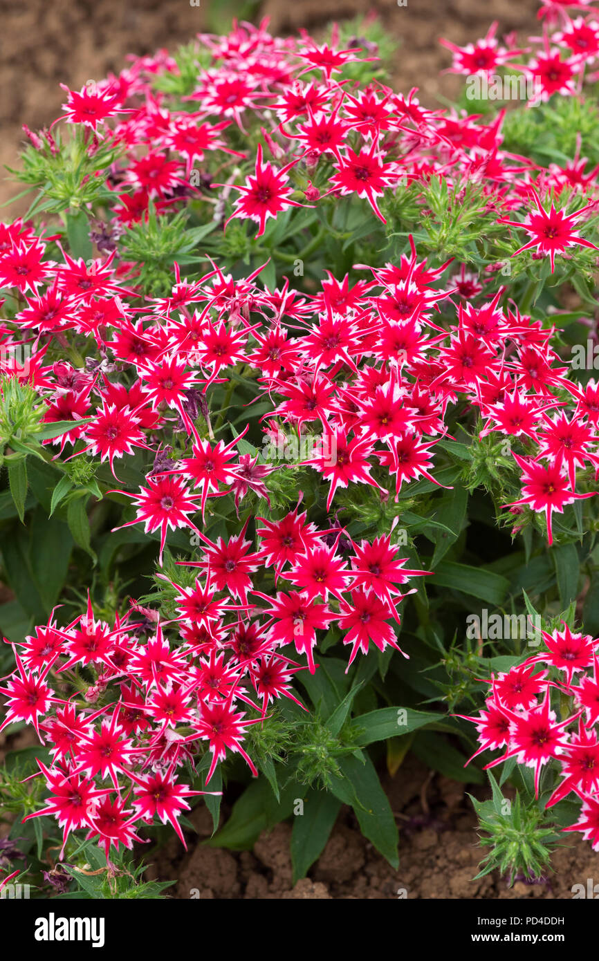 Phlox F1 ‘Popstars red’ flowers Stock Photo