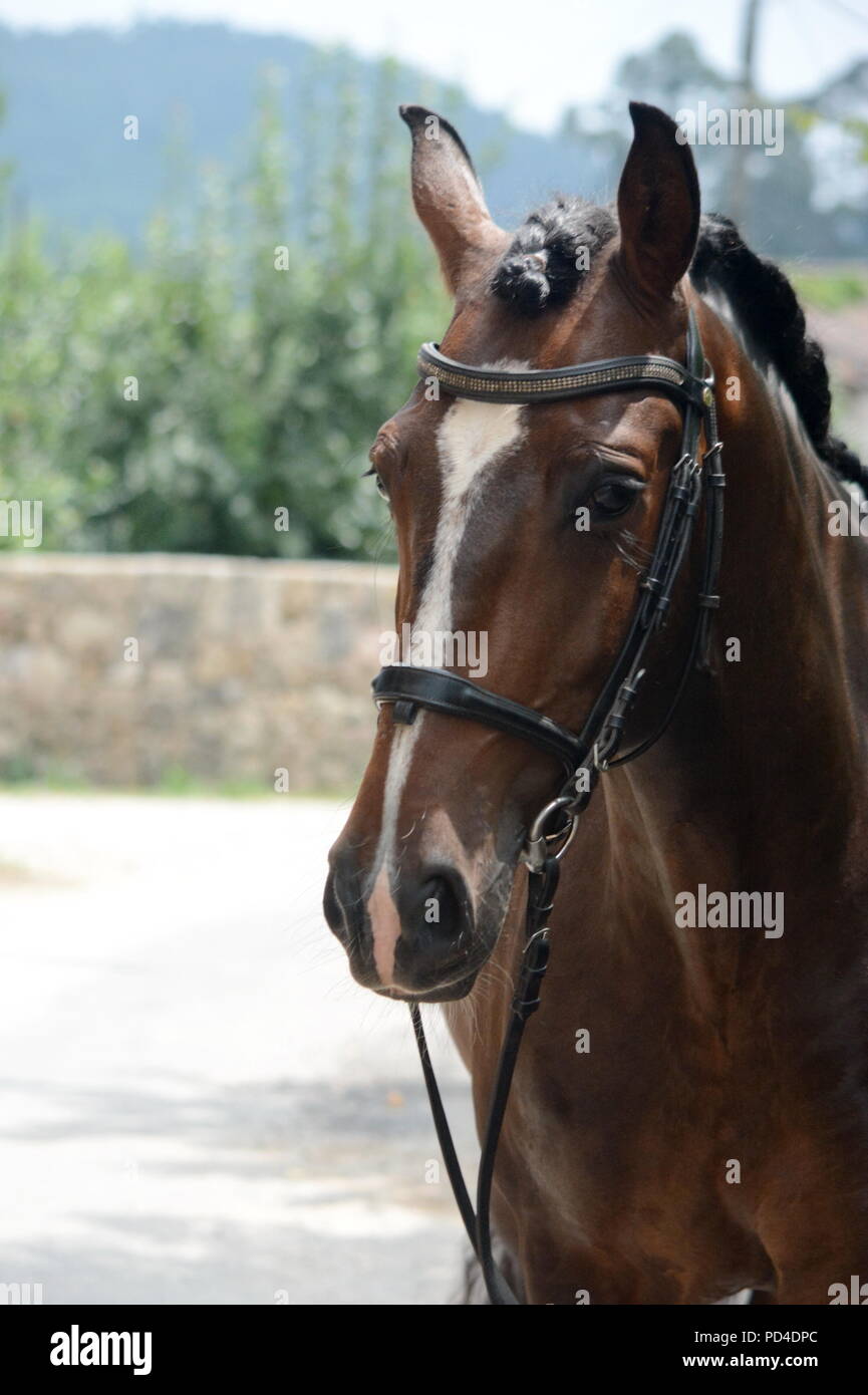 A bay Lusitano horse in bridle walking through a village in Portugal Stock Photo