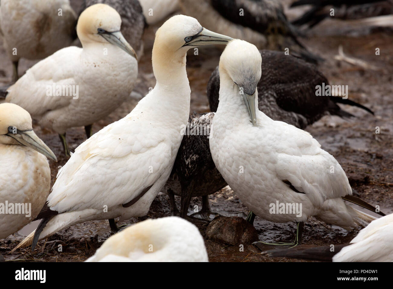 Northern gannets (Morus bassanus) on Bonaventure Island, Canada. The island is home to one of the world's largest northern gannet colonies. Stock Photo