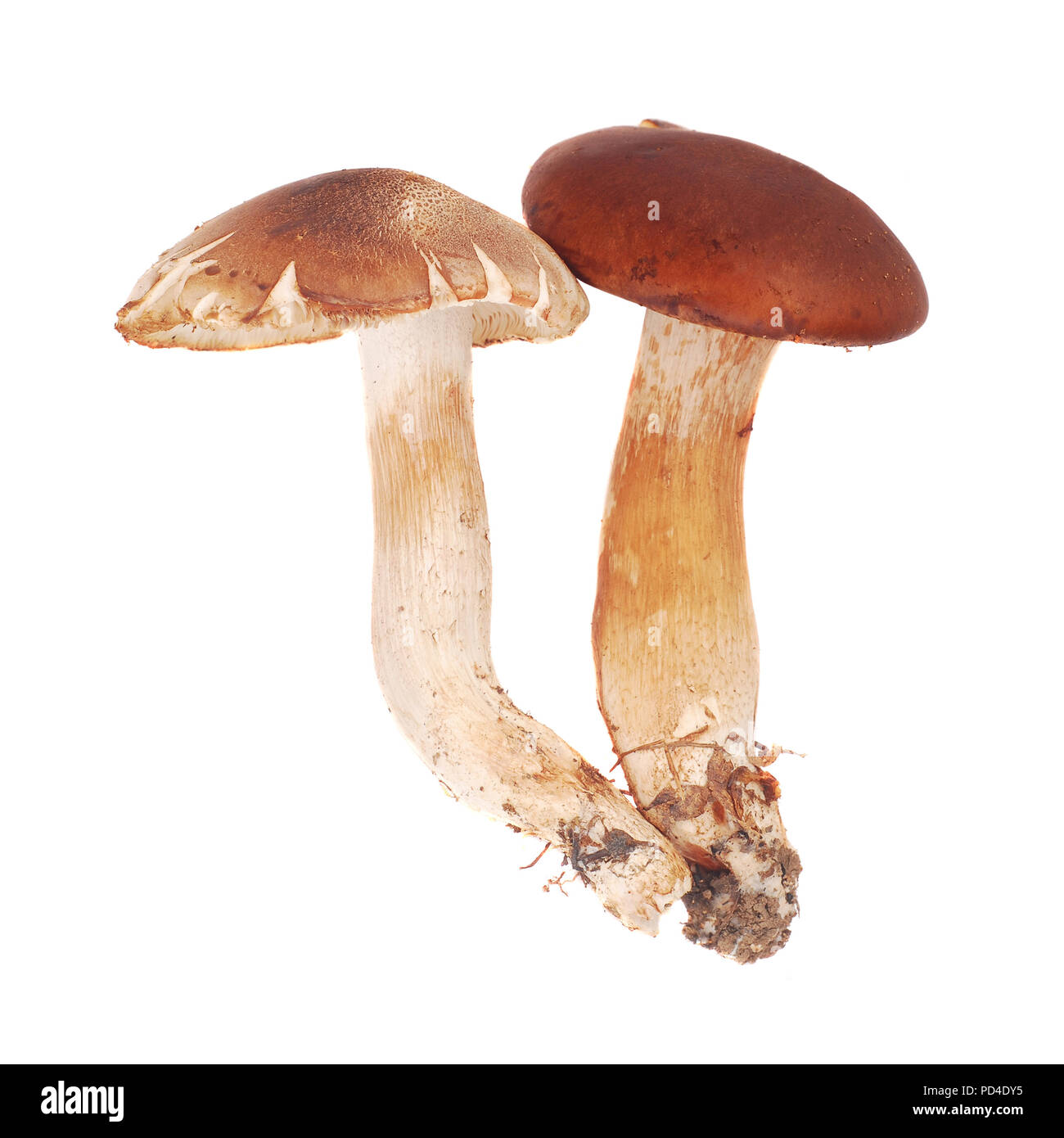 cortinarius mushrooms, very toxic fungus species Stock Photo