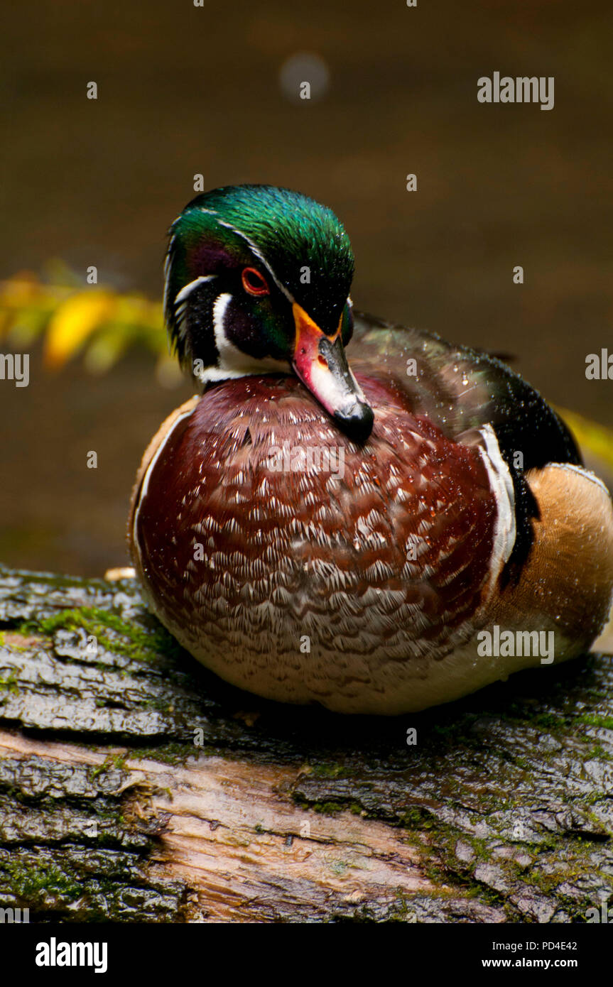 Wood duck hires stock photography and images Alamy