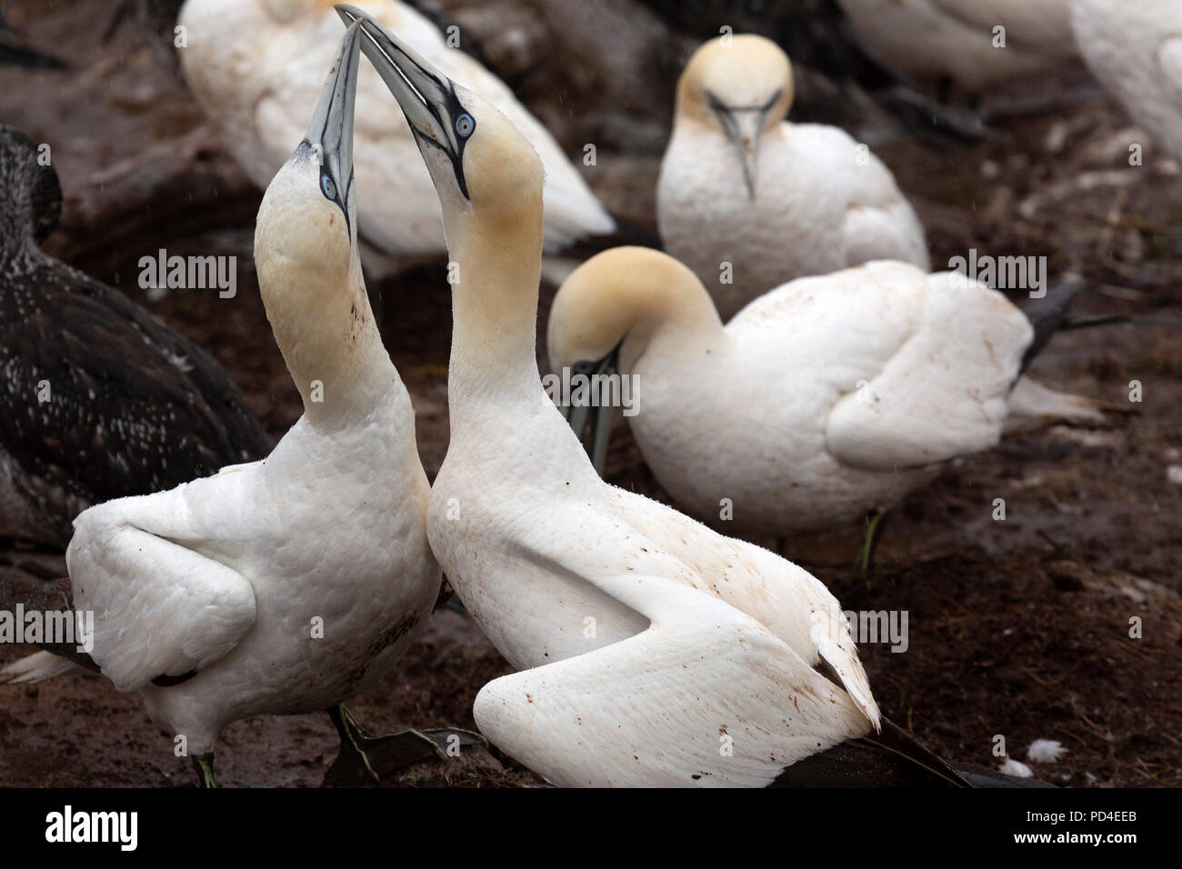 Northern gannets (Morus bassanus) on Bonaventure Island, Canada. The island is home to one of the world's largest northern gannet colonies. Stock Photo