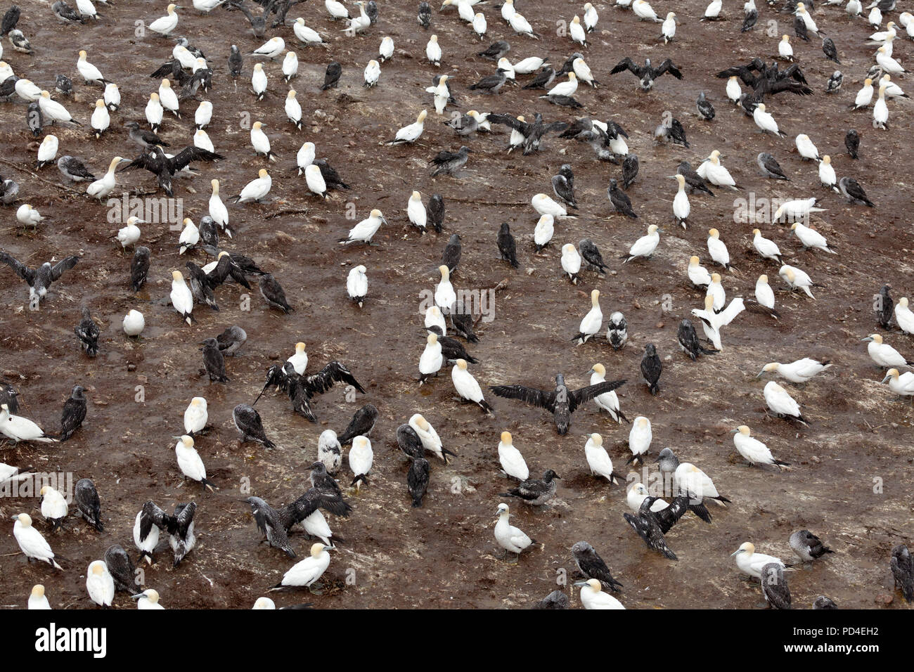 Northern gannet (Morus bassanus) nesting on Bonaventure Island, Canada. The island provides habitat to around 60,000 pairs of gannets. Stock Photo