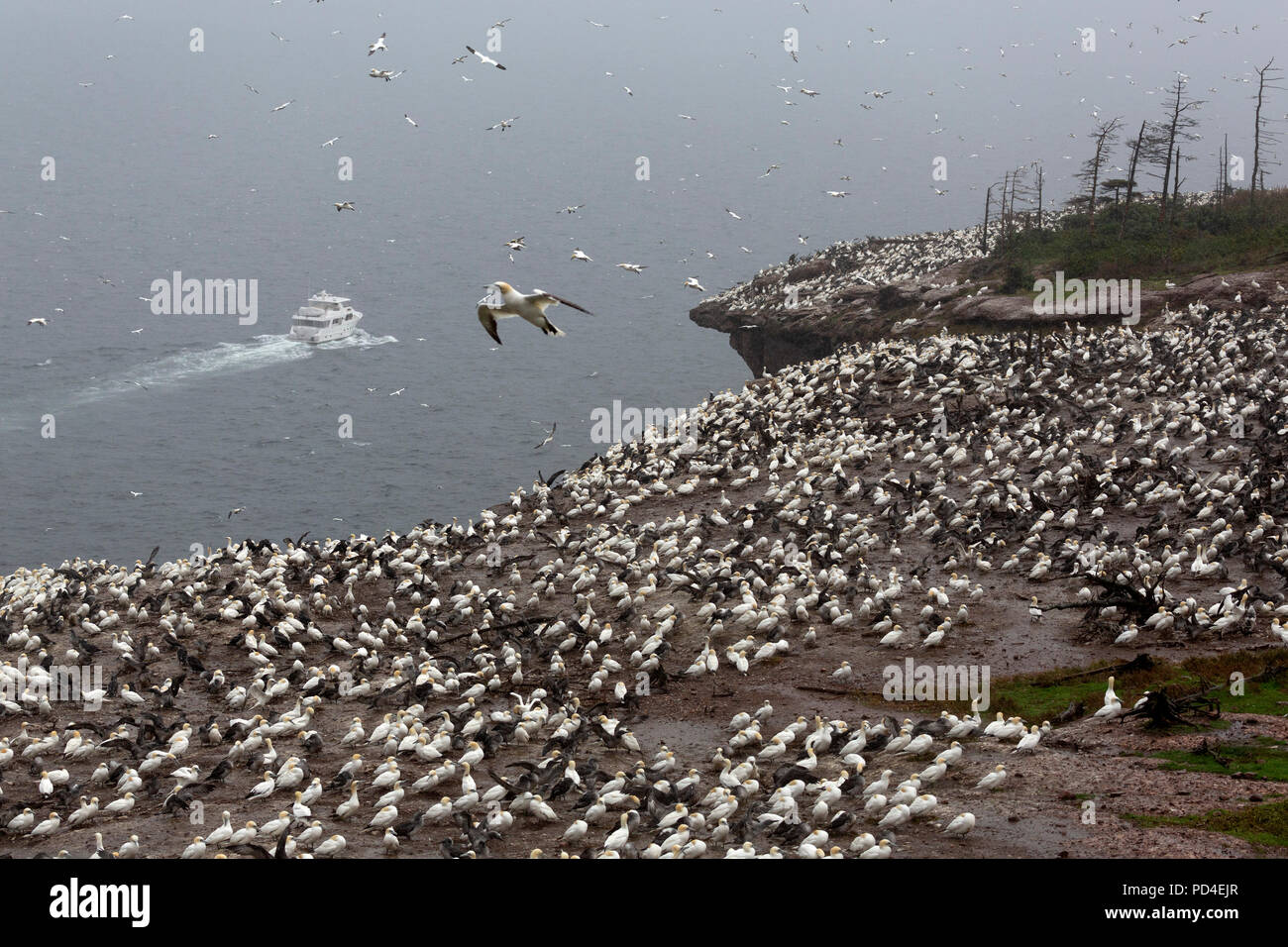 Northern gannet (Morus bassanus) nesting on Bonaventure Island, Canada. The island provides habitat to around 60,000 pairs of gannets. Stock Photo