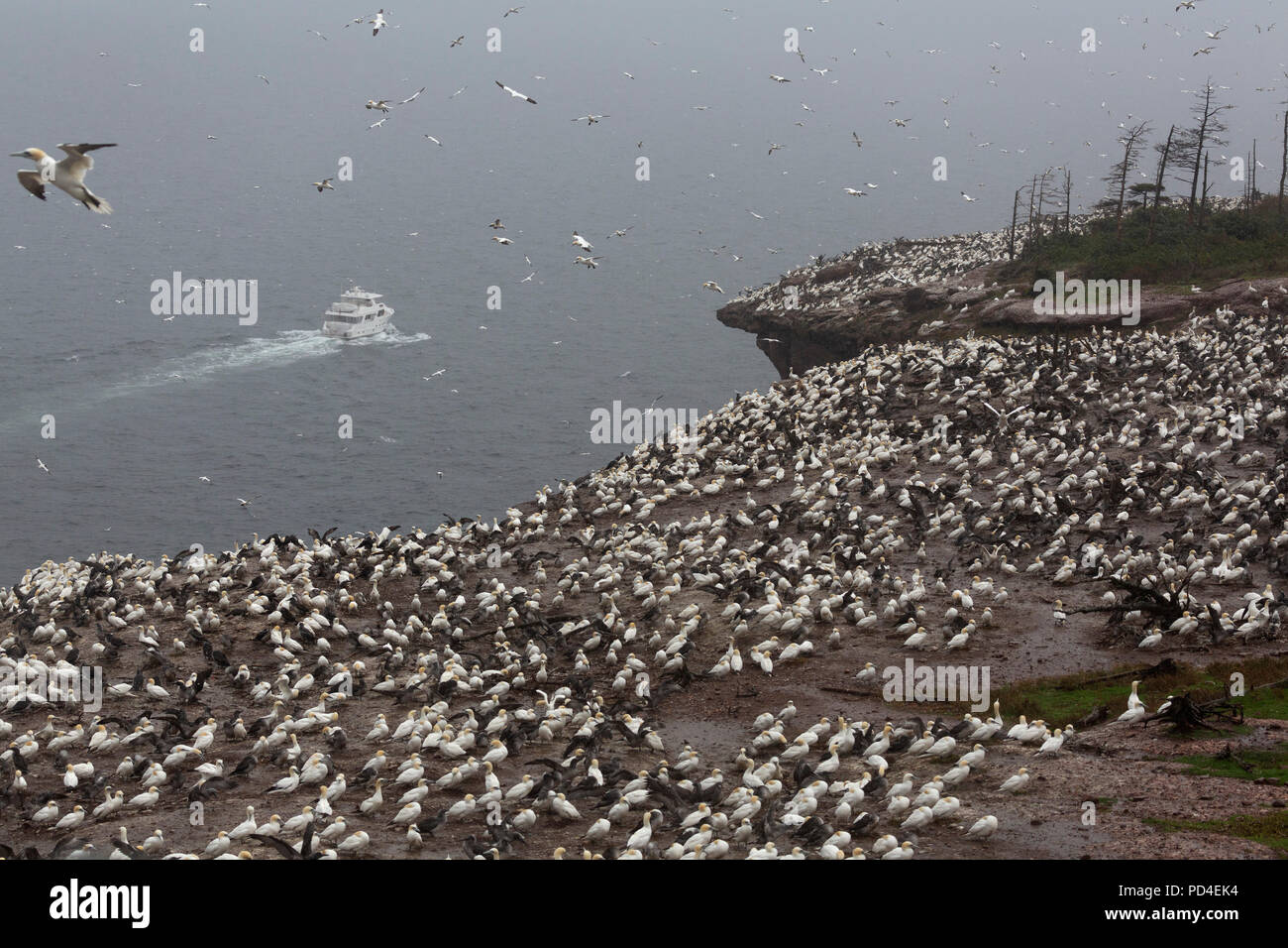 Northern gannet (Morus bassanus) nesting on Bonaventure Island, Canada. The island provides habitat to around 60,000 pairs of gannets. Stock Photo