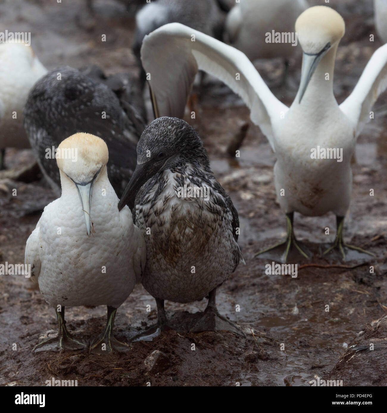 Northern gannet (Morus bassanus) nesting on Bonaventure Island, Canada. The island provides habitat to around 60,000 pairs of gannets. Stock Photo