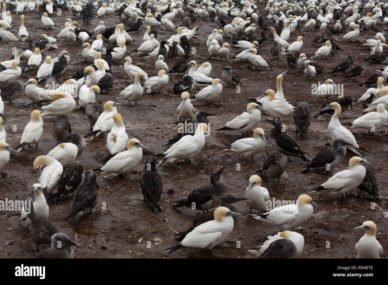 Northern gannets (Morus bassanus) on Bonaventure Island, Canada. The island is home to one of the world's largest northern gannet colonies. Stock Photo