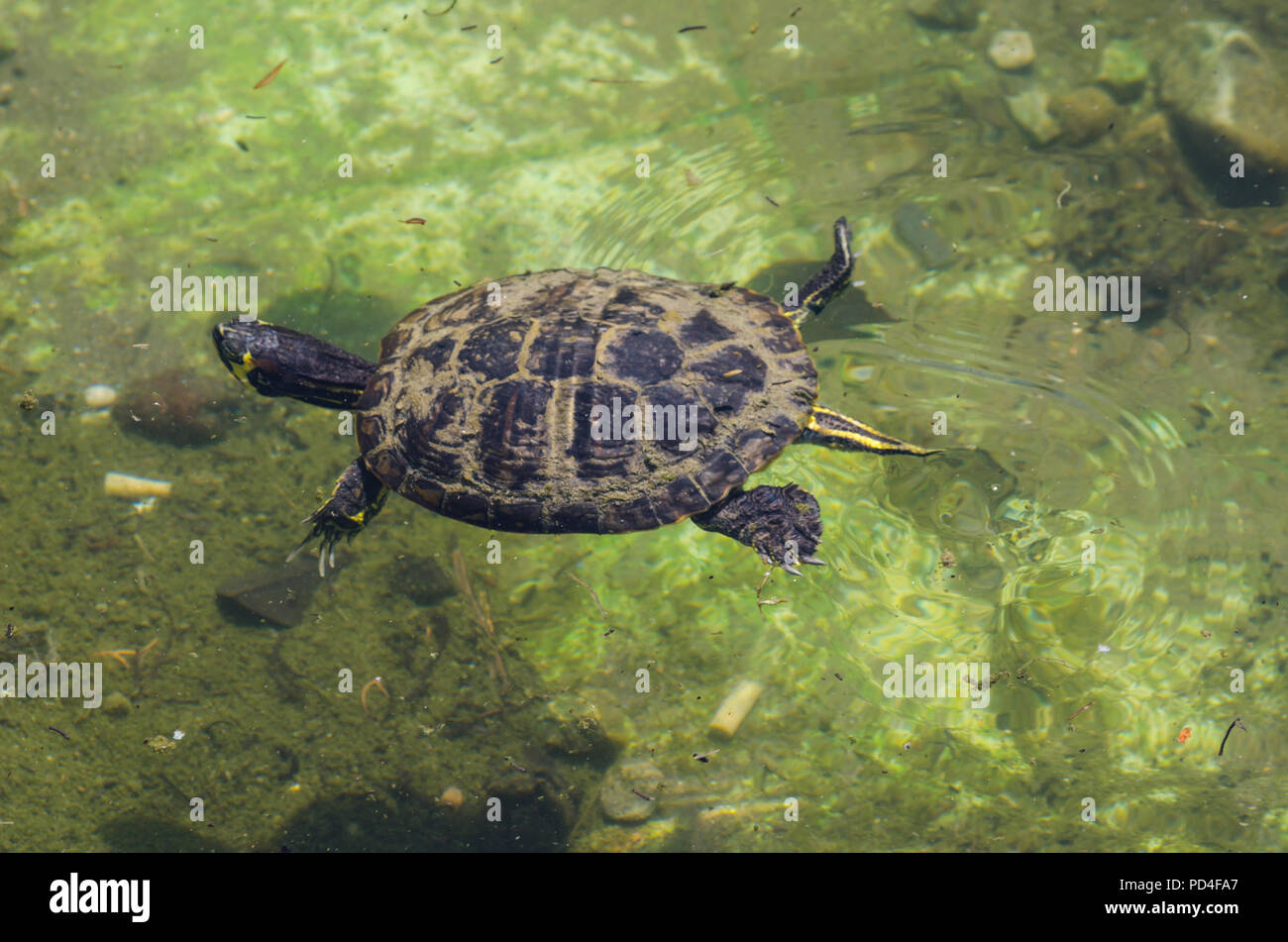 water turtle in a dirty pond in a city park, wild animal living in an ...