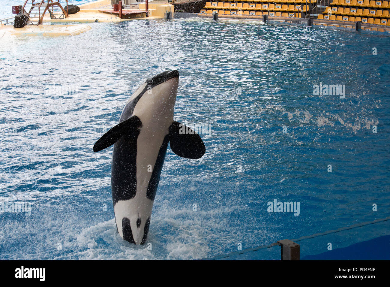 Loro parque hi-res stock photography and images - Alamy