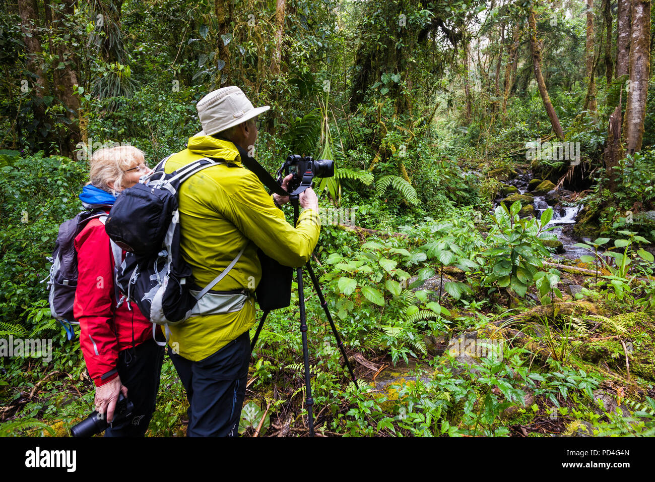 Two nature tourists taking pictures inside the cloudforest of La Amistad national park, Chiriqui province, Republic of Panama. Stock Photo
