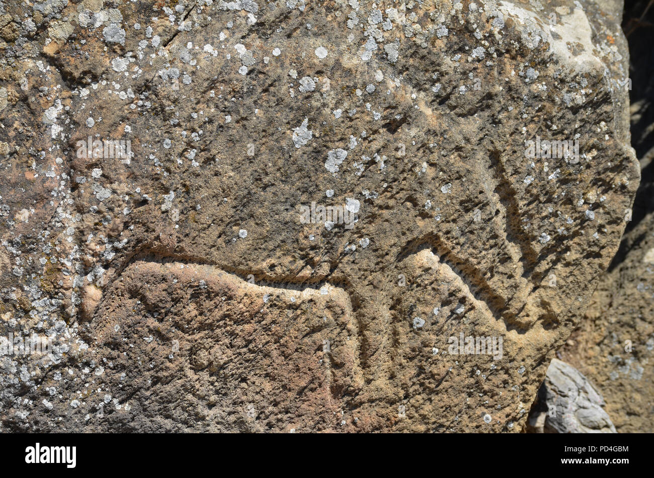 Ancient petroglyphs in Gobustan (Qobustan), Azerbaijan Stock Photo