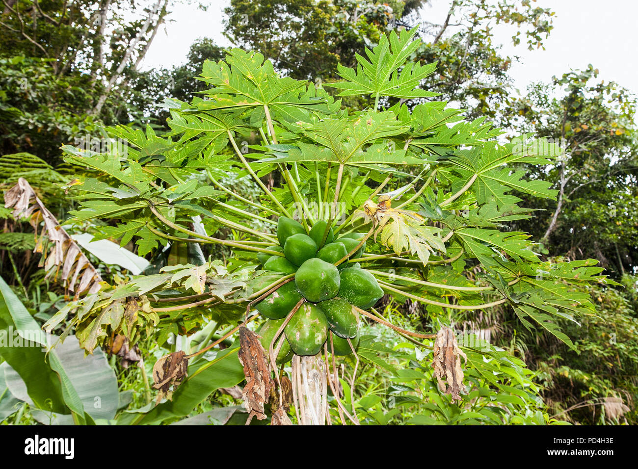 Papaya fruit on tree not ready for harvest. Philippines Stock Photo Alamy