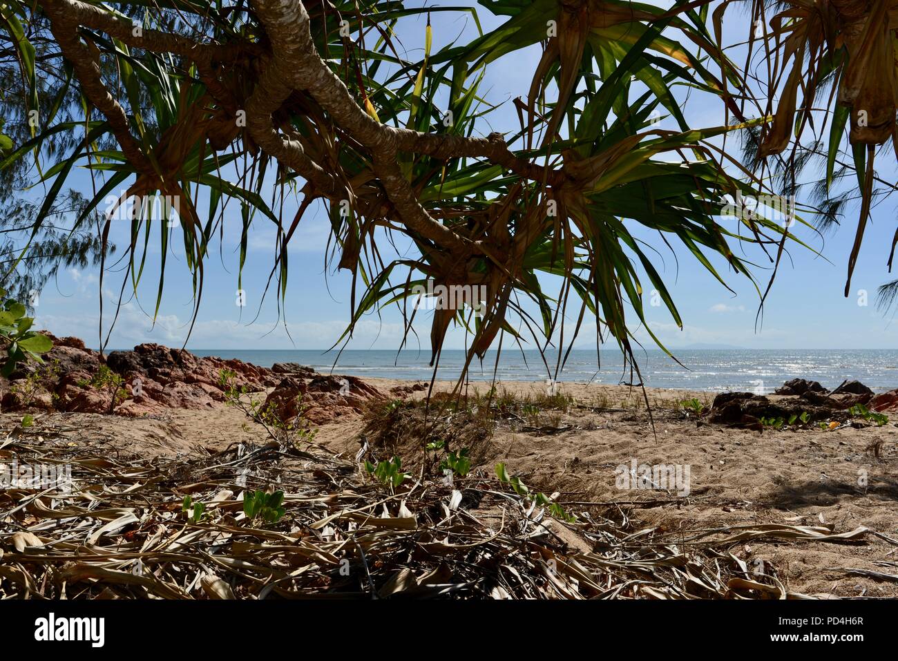 Pandanus leaves overhanging a tropical beach, Toomulla QLD, Australia