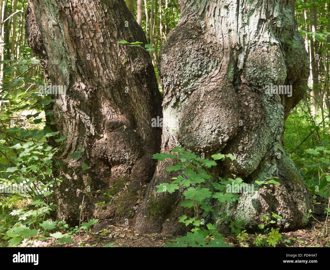 Two old tree buddies in the forest close together, like Ents in a Hobbit story, Oslo Norway Stock Photo