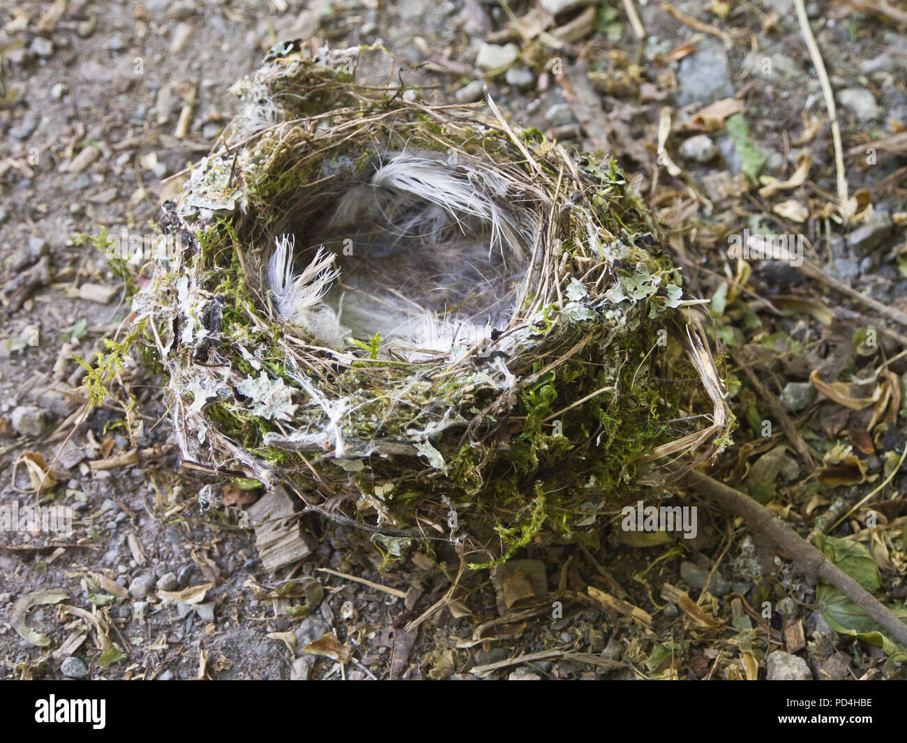 Abandoned birds nest on the ground, built rom feathers moss and twigs