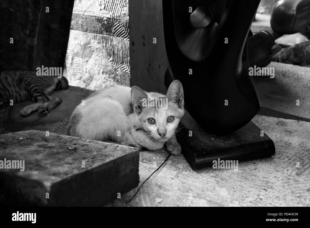 Young stray cat look at the camera in black and white Stock Photo