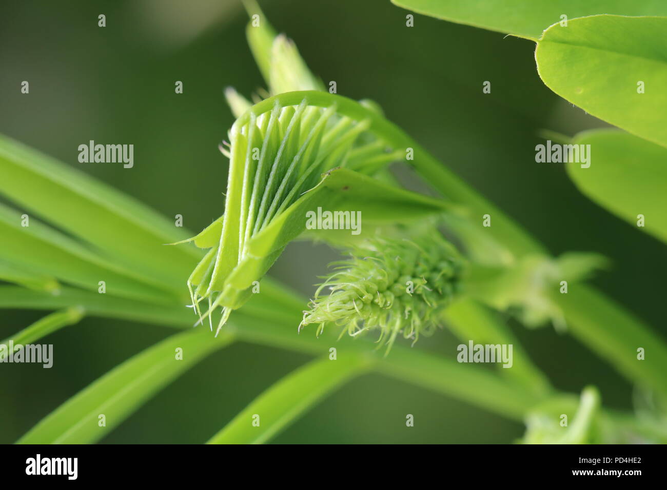 Detailed macro leaves hi-res stock photography and images - Alamy
