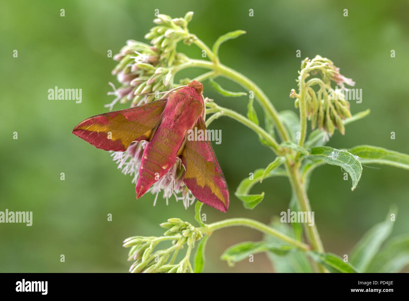 Switzerland Insect Moth Hawk Moth Animal Deilephila Porcellus Small Elephant Hawk Moth Stock Photo Alamy