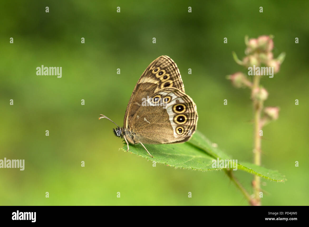 Animal, Insect, Butterfly, Switzerland, Woodland brown, Animal, Insect, Butterfly, Switzerland, Lopinga achine Stock Photo
