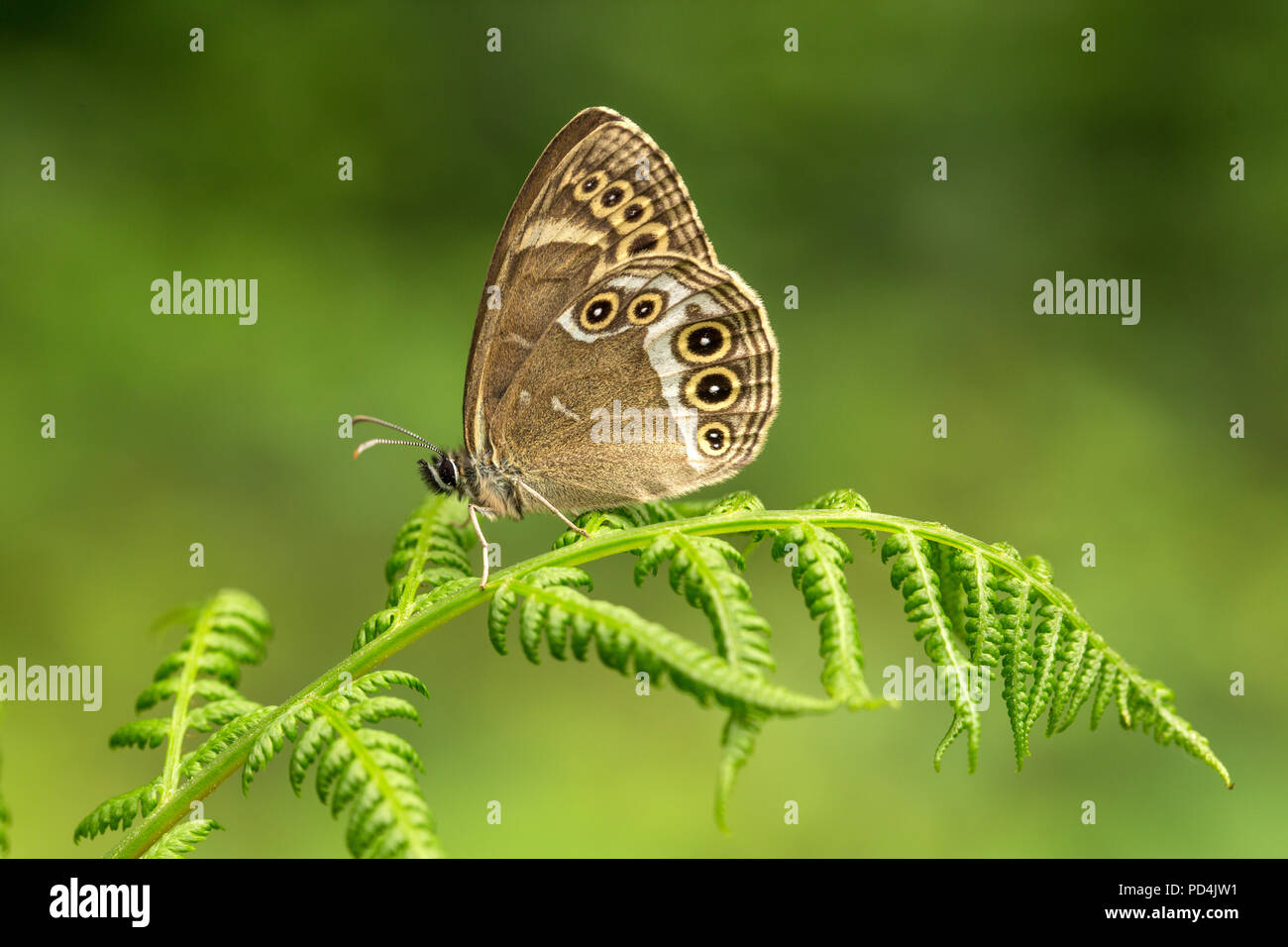 Animal, Insect, Butterfly, Switzerland, Woodland brown, Lopinga achine Stock Photo