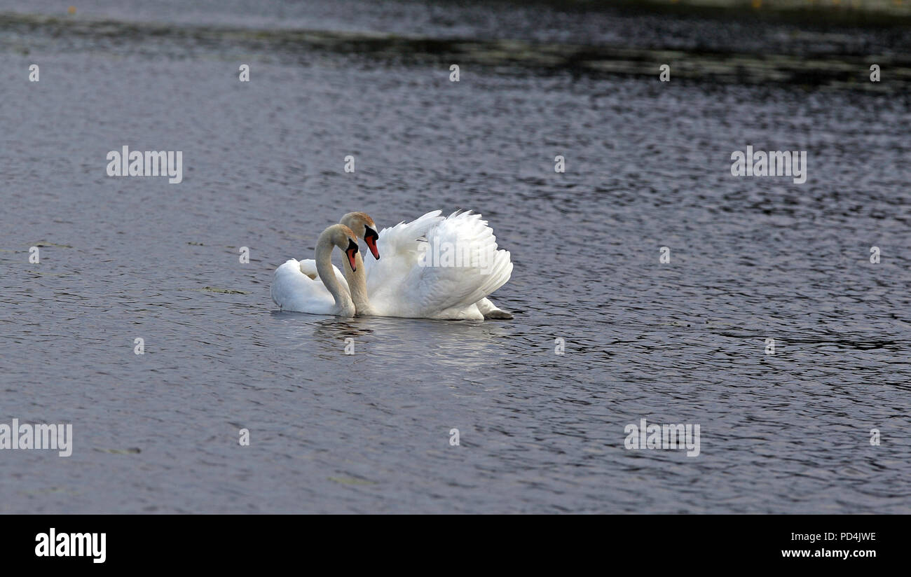 Mute swan pair in mating ceremonies. Series of 3 images Stock Photo