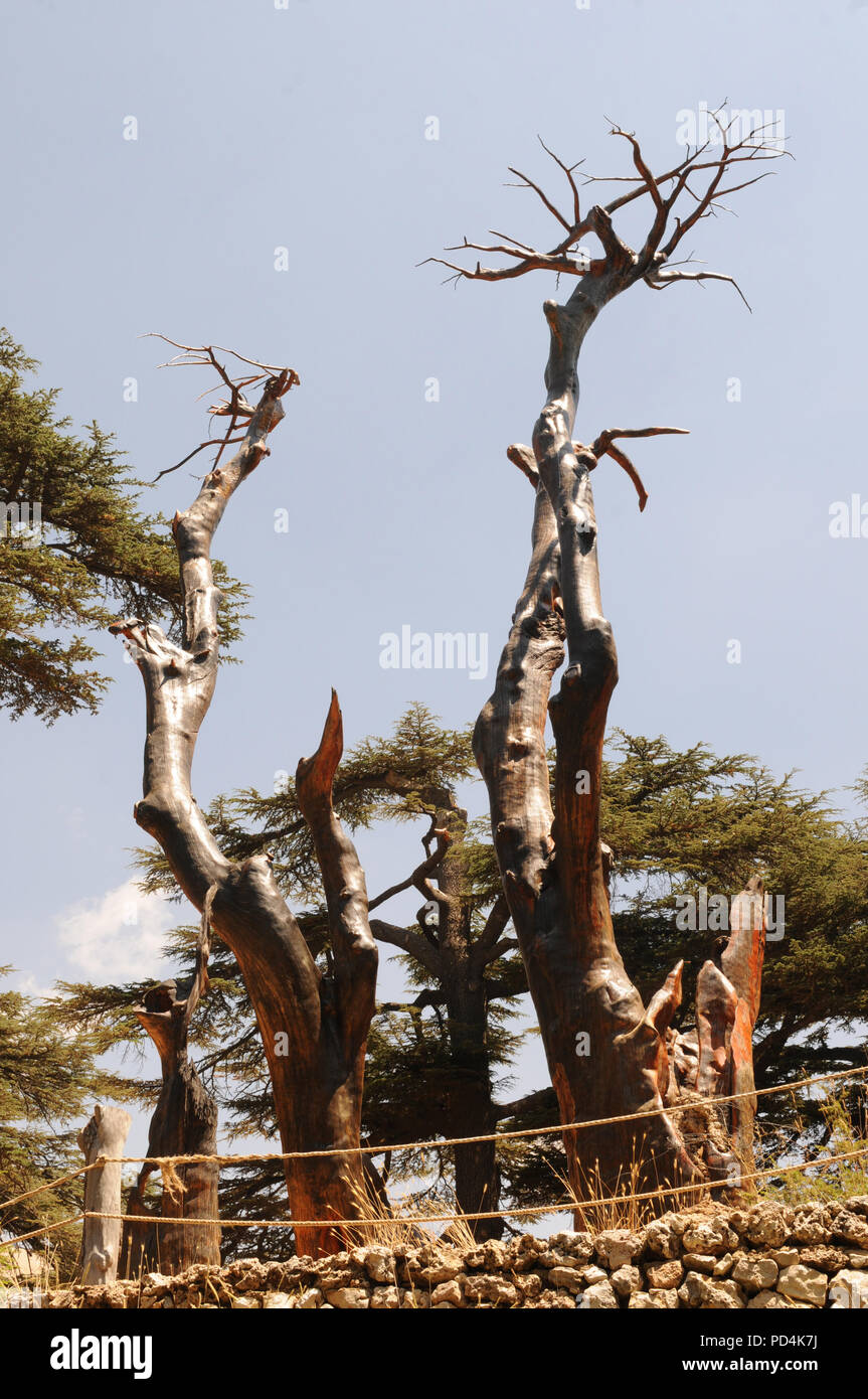 Dead trees in the cedar forest Arz erRabb in the lebanese mountains and winterskiarea Stock