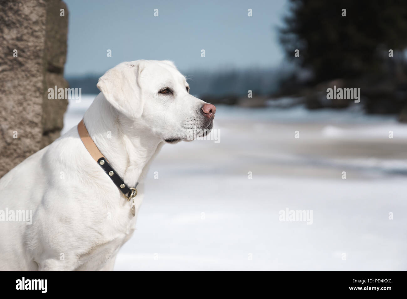 petstock dog collars
