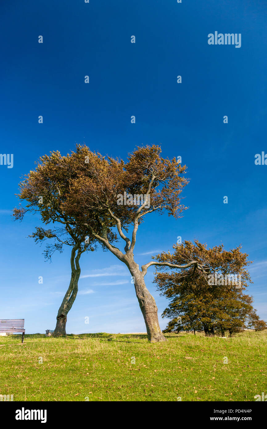 Windswept trees on top of Cleeve Hill, Gloucestershire, England Stock Photo
