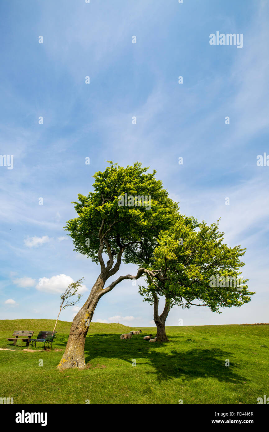 Windswept trees on top of Cleeve Hill, Gloucestershire, England Stock Photo