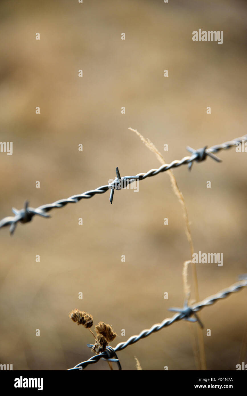 Barbed wire fence at sunset Stock Photo - Alamy