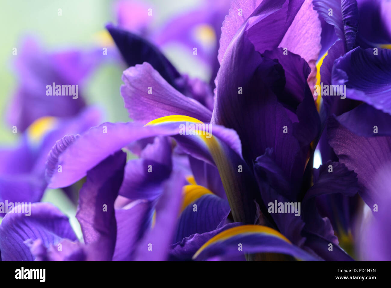 Purple delicate iris flowers Stock Photo