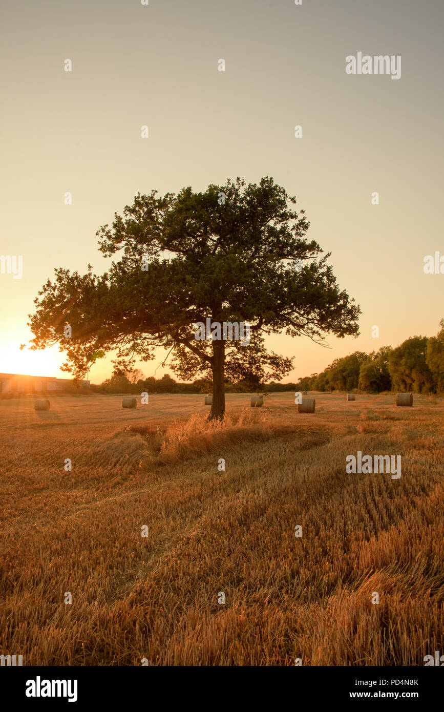 Bales of Hay at sunset, Harvest landscape Stock Photo - Alamy