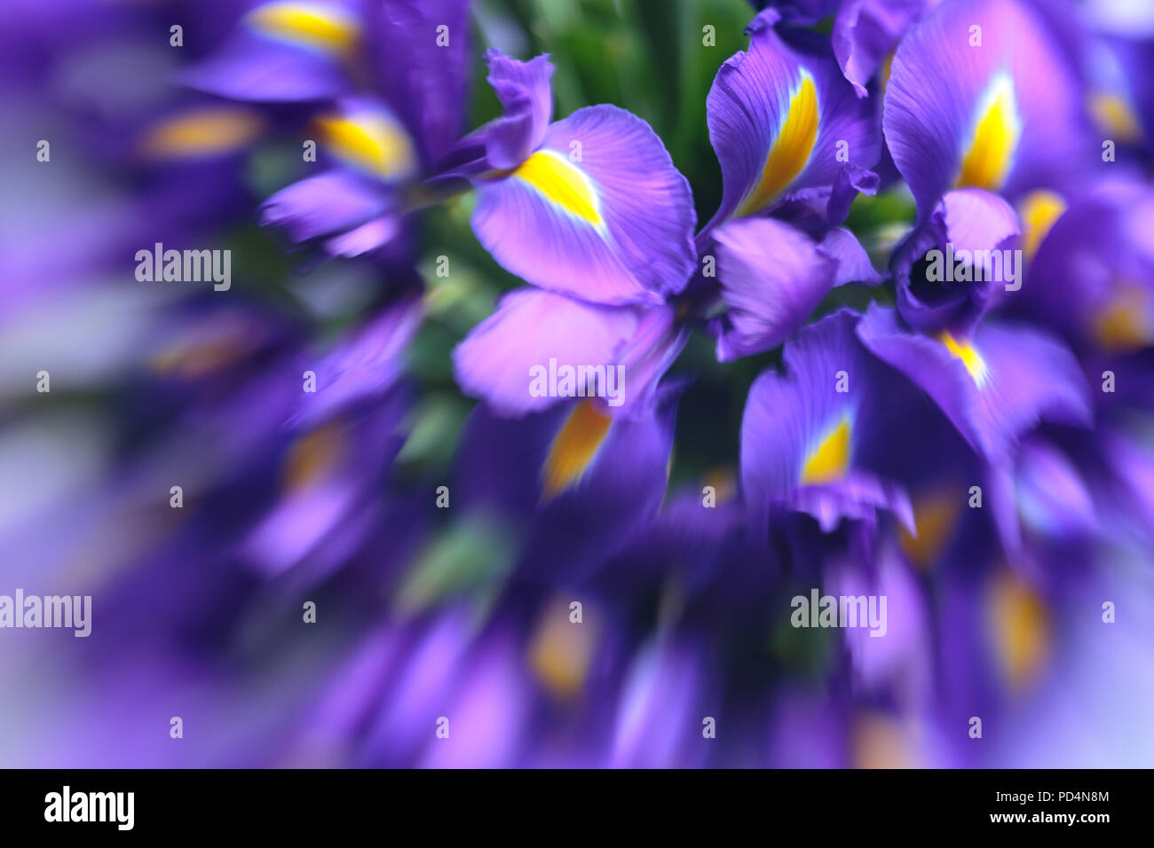 Purple delicate iris flowers background Stock Photo