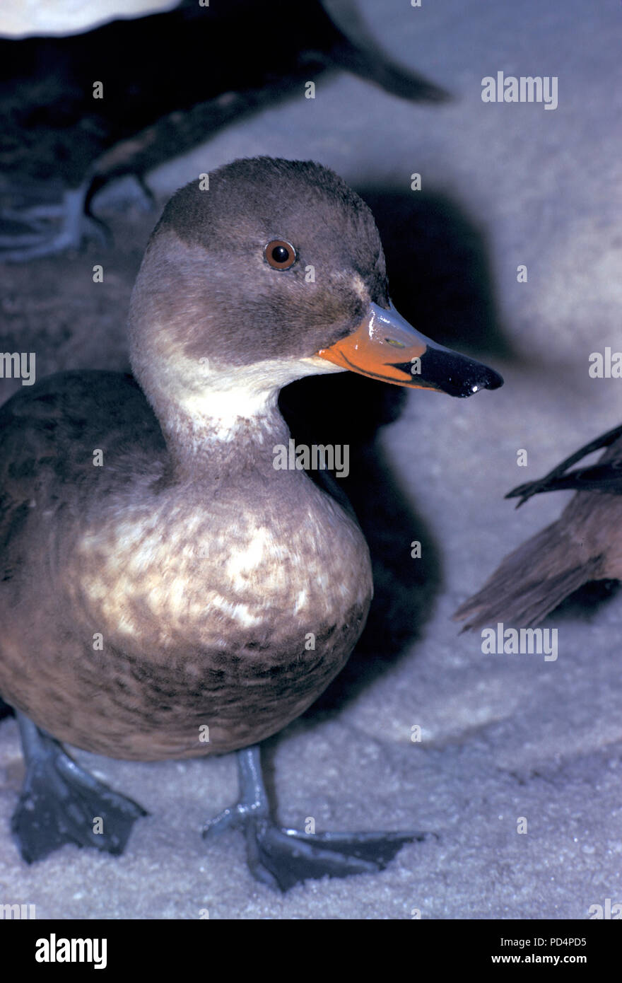 Why Did The Labrador Duck Became Extinct