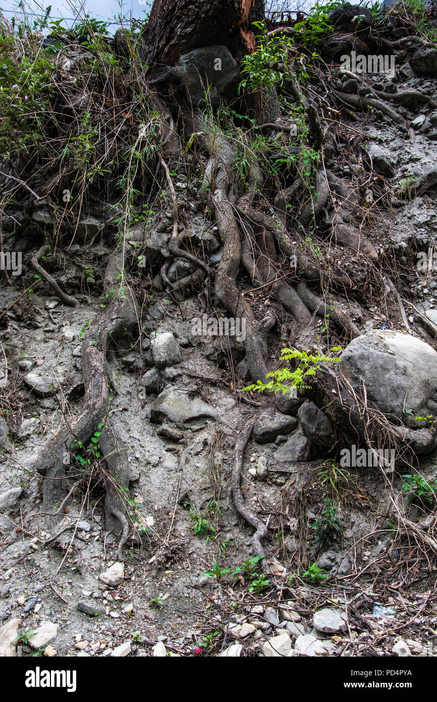 Twisting tree roots hi-res stock photography and images - Alamy