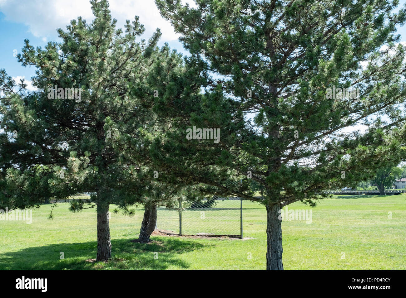 Three pine trees,Pinus, in a public park in Wichita, Kansas, USA Stock Photo Alamy