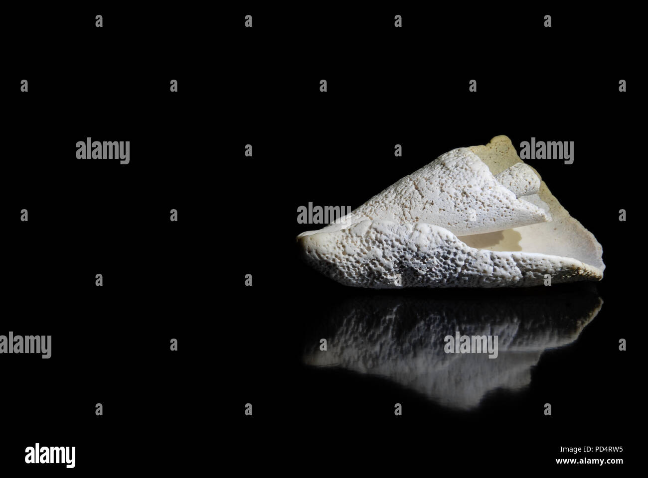 Beautiful white seashell with reflections on black background with text space on left Stock Photo