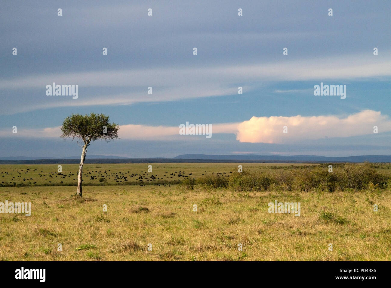 Acacia Savannas In Kenya High Resolution Stock Photography and Images ...