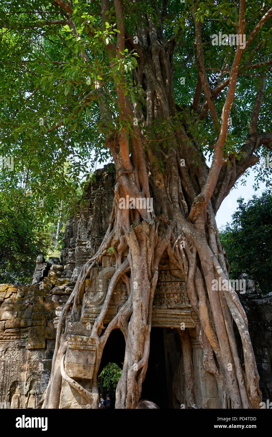 Ta Som temple in Angkor, Cambodia Stock Photo - Alamy