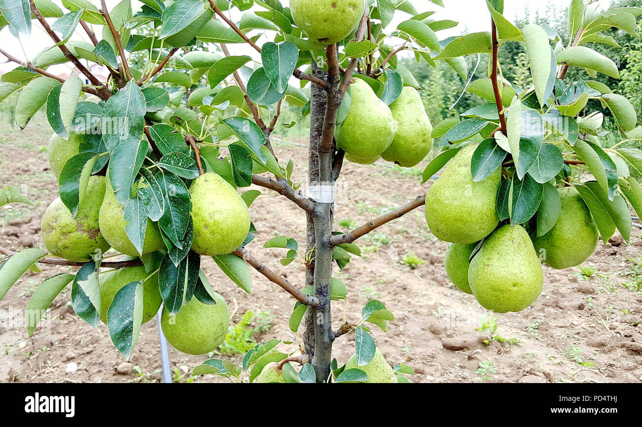 ripening pears on the tree,picture of a Stock Photo - Alamy