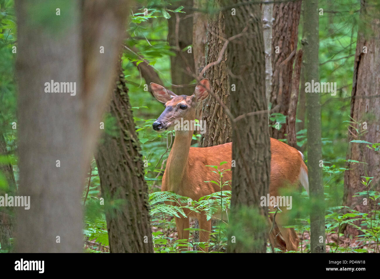 Hidden Deer in a Quiet Forest near Saugatuck, Michigan Stock Photo