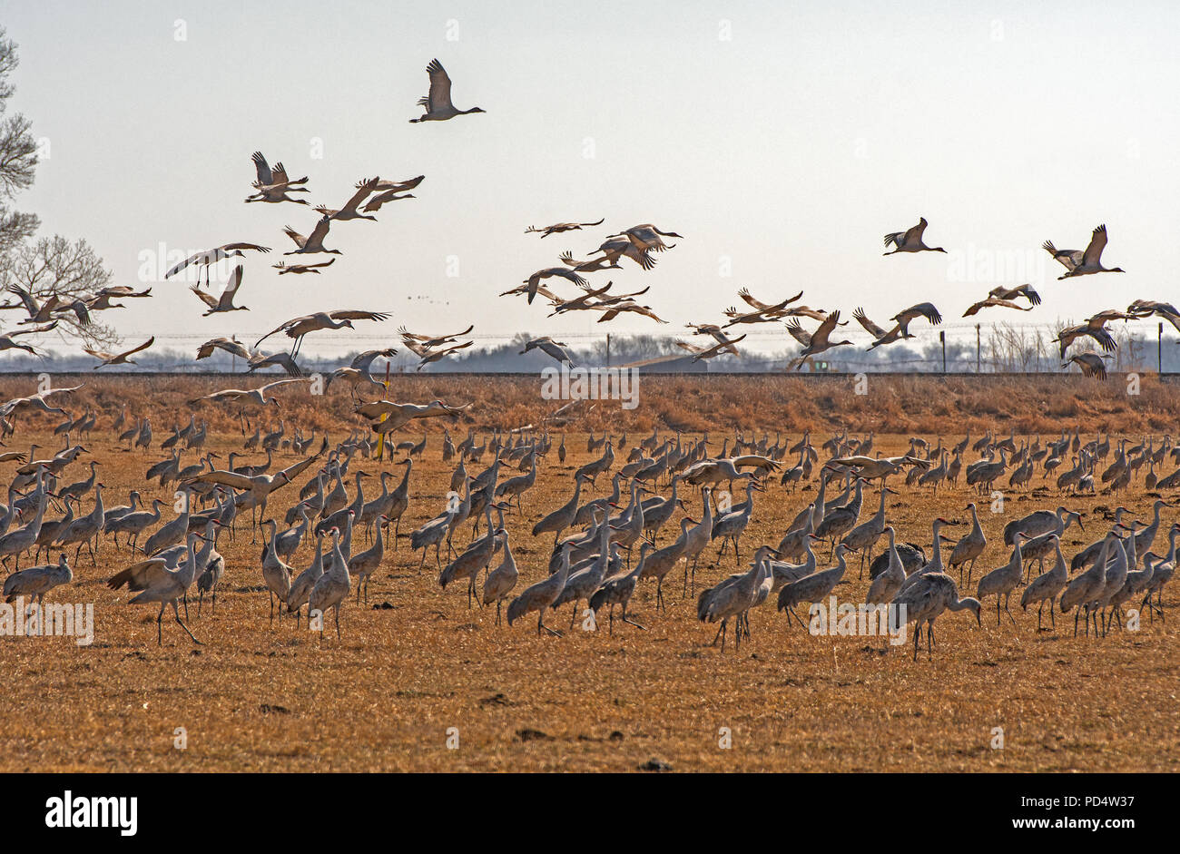 Migrating Sandhill Cranes in a Farm Near Kearney, Nebraska Stock Photo Alamy