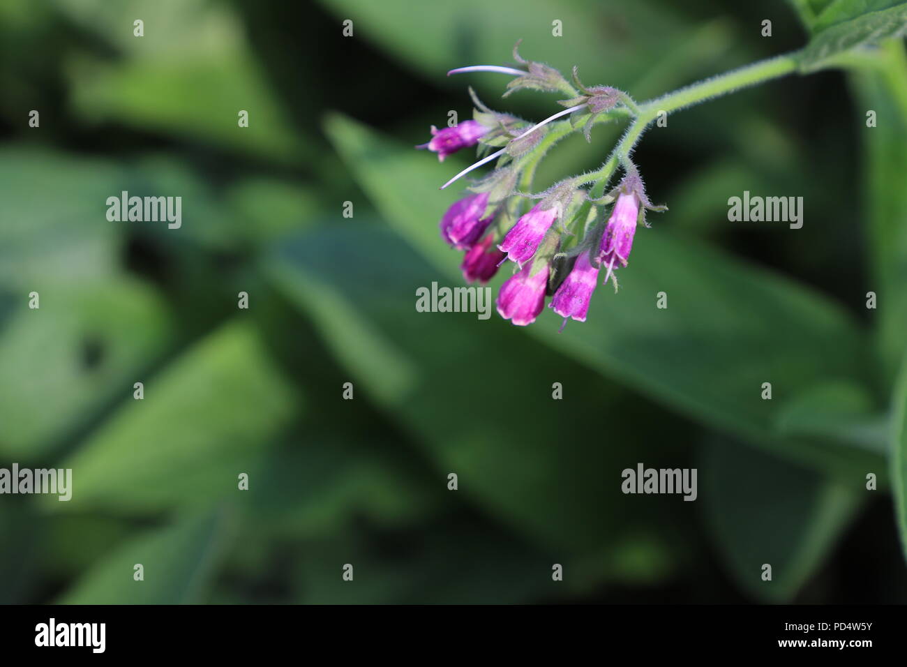 Purple plants in the garden hi-res stock photography and images - Alamy