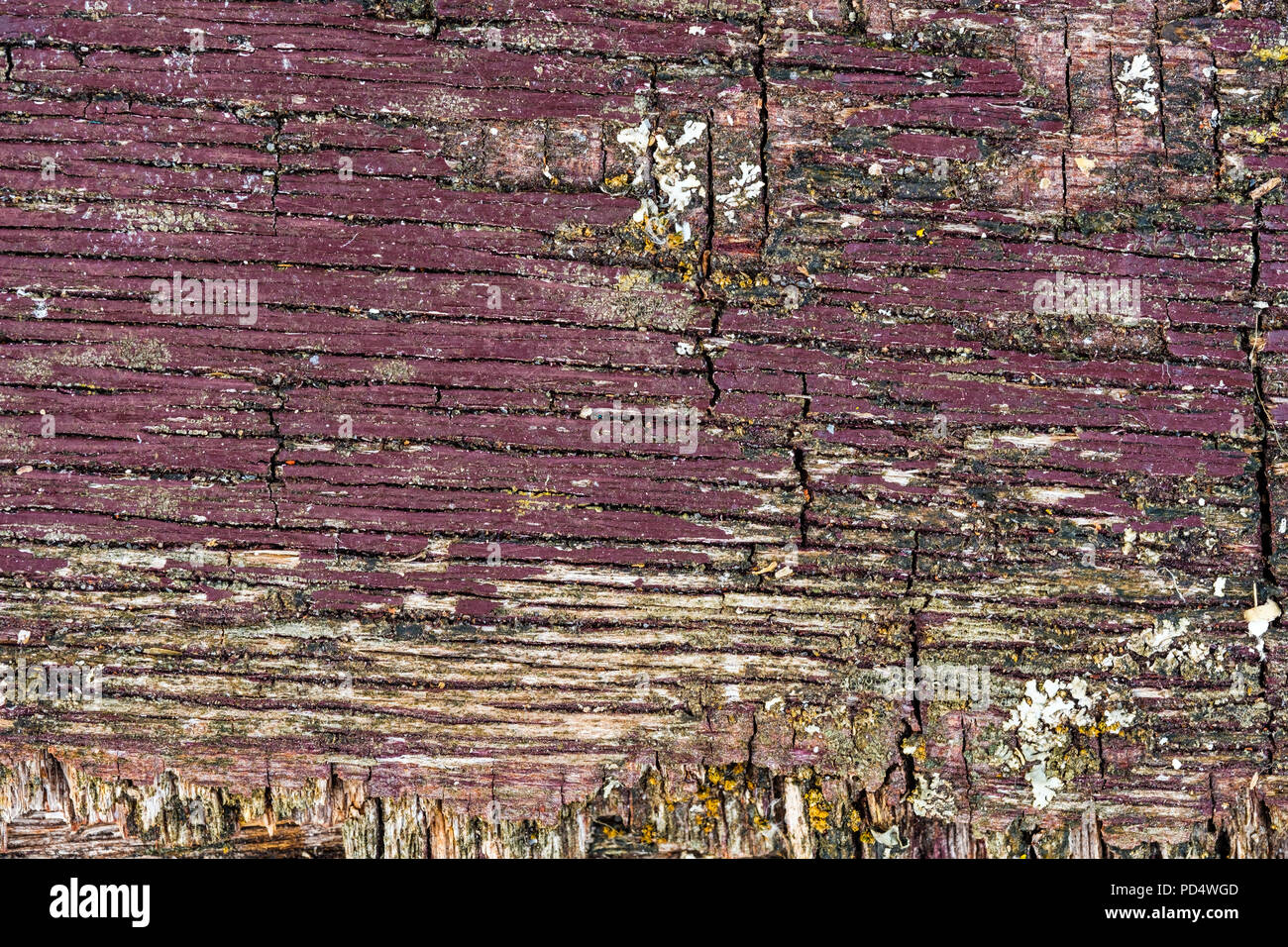 The rich texture of weathered wood, with cracks and peeling paint. Sun, rain and wind weathered wood from a shed Stock Photo