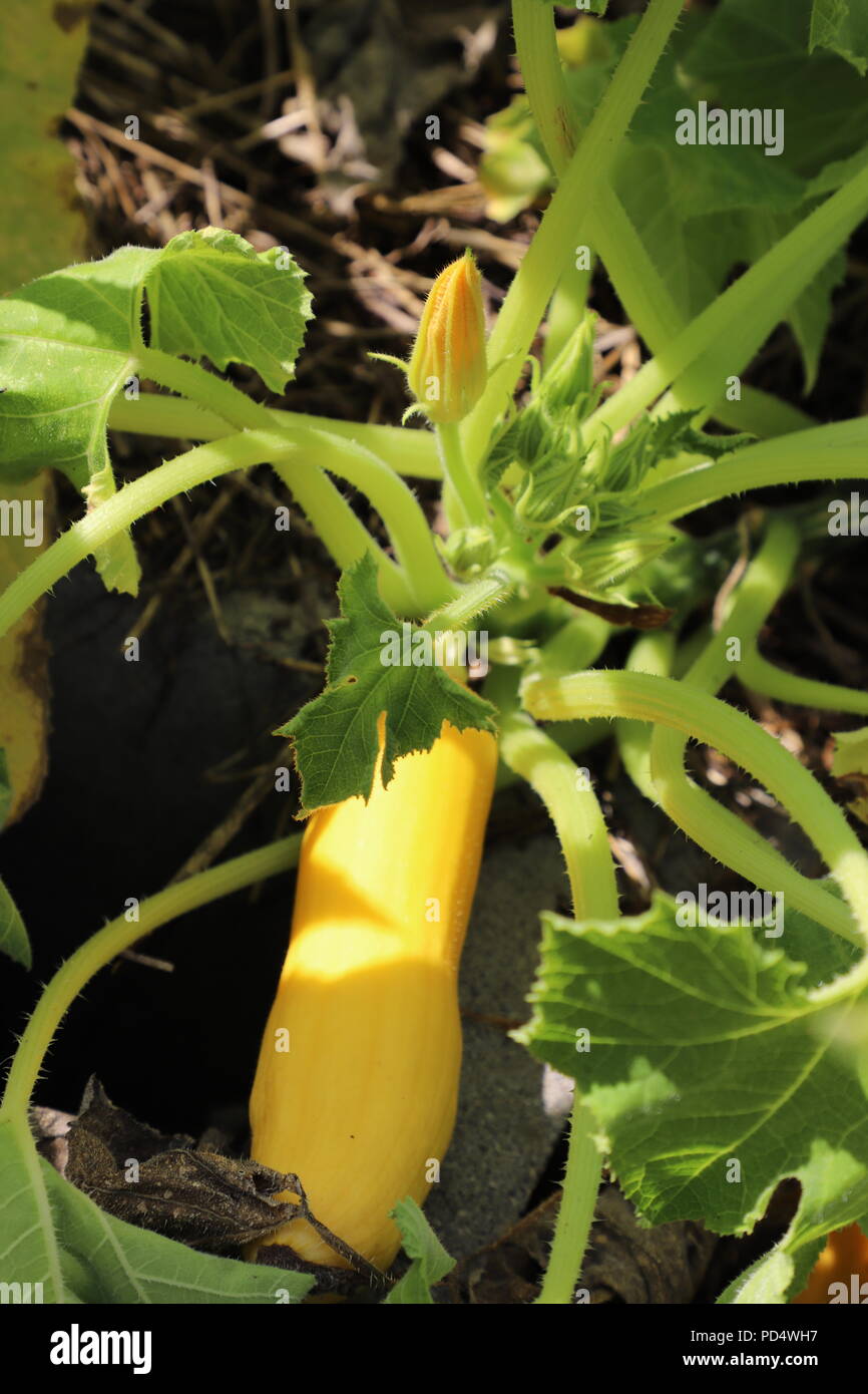 Yellow summer squash hires stock photography and images Alamy