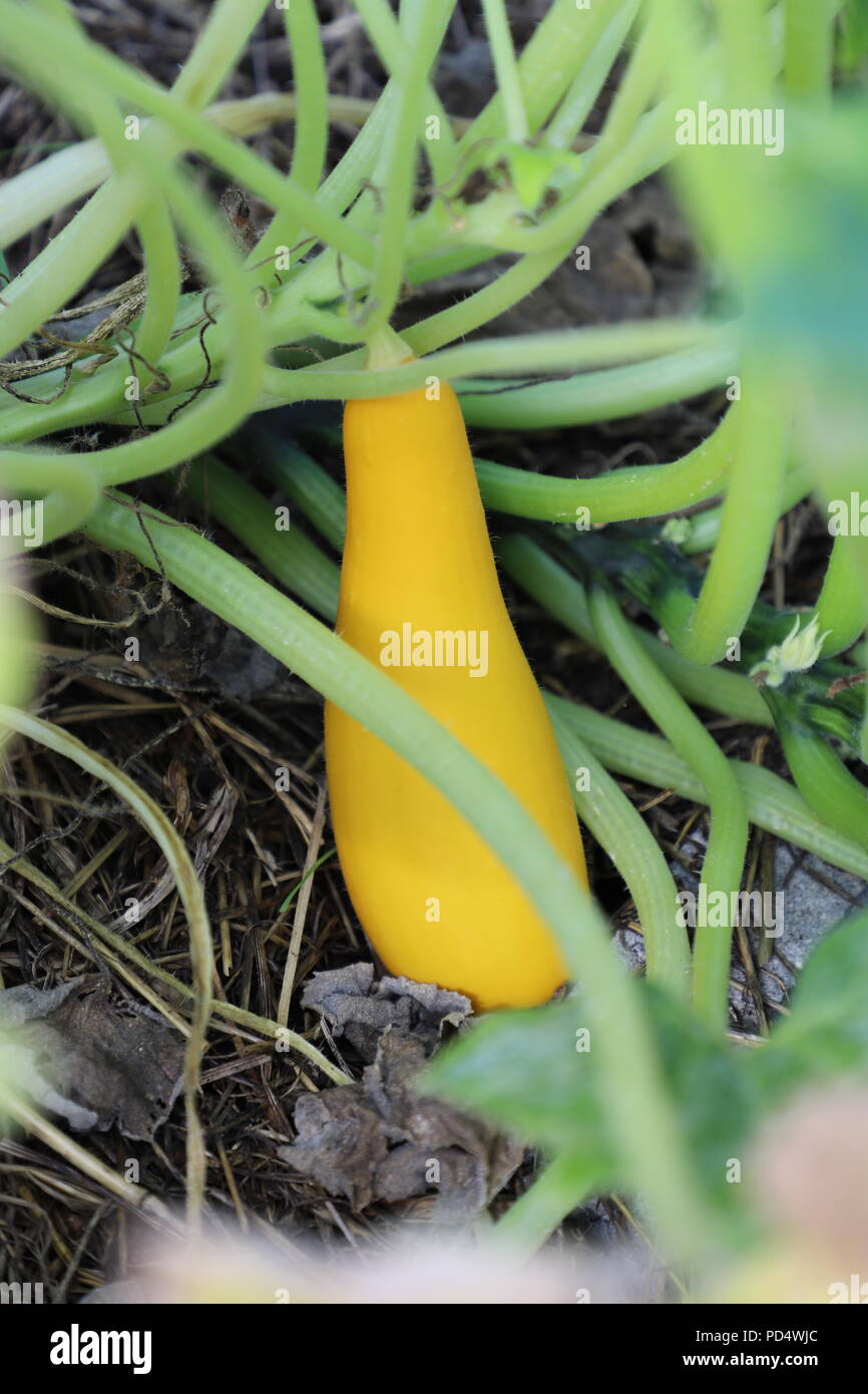 Yellow Squash in the Summer Vegetable Garden Stock Photo Alamy