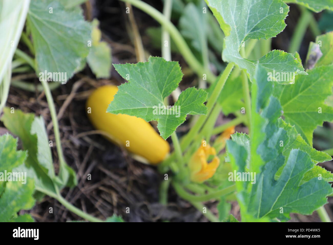 Summer squash plants hires stock photography and images Alamy