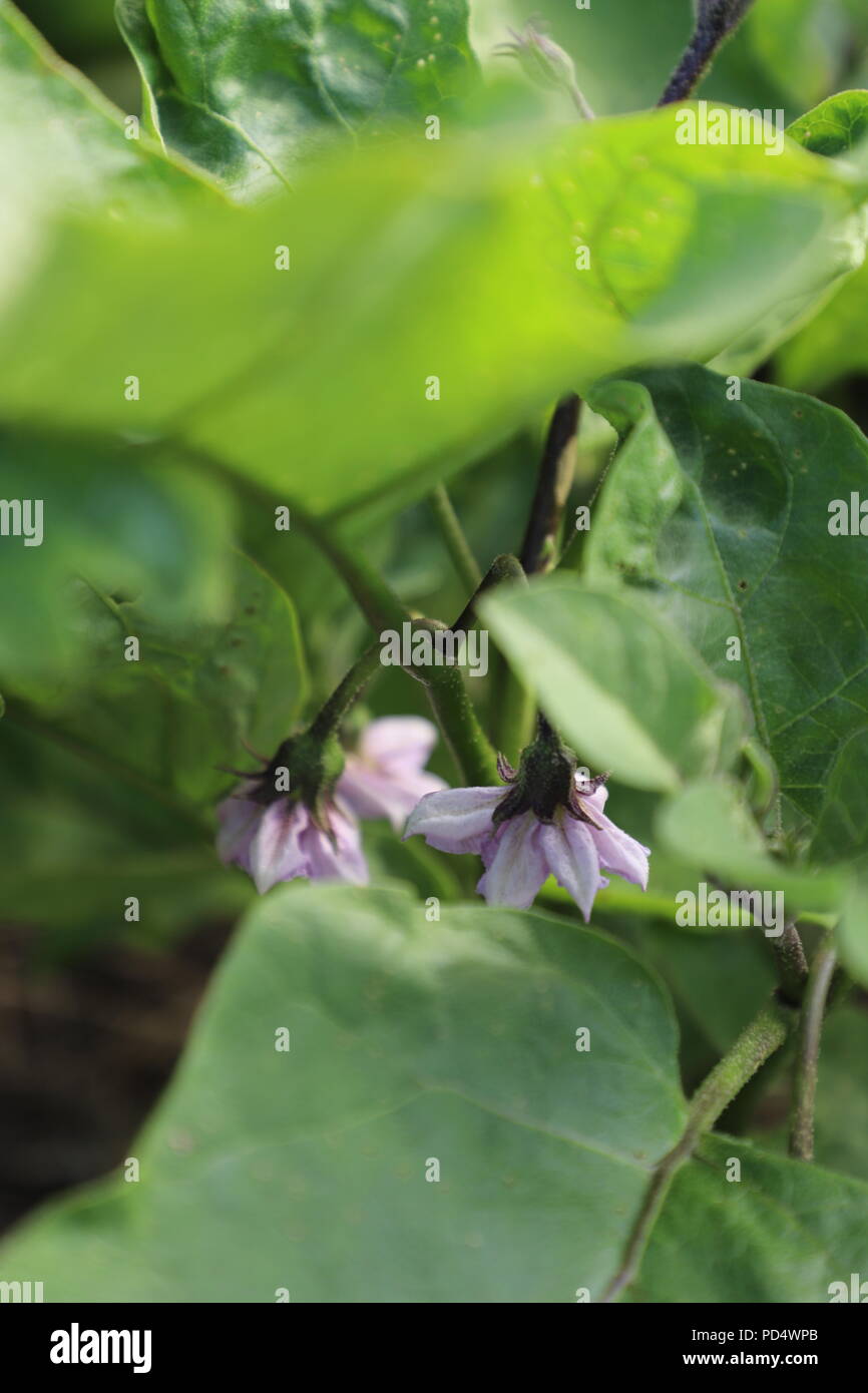 Eggplant in the Vegetable Garden Stock Photo Alamy