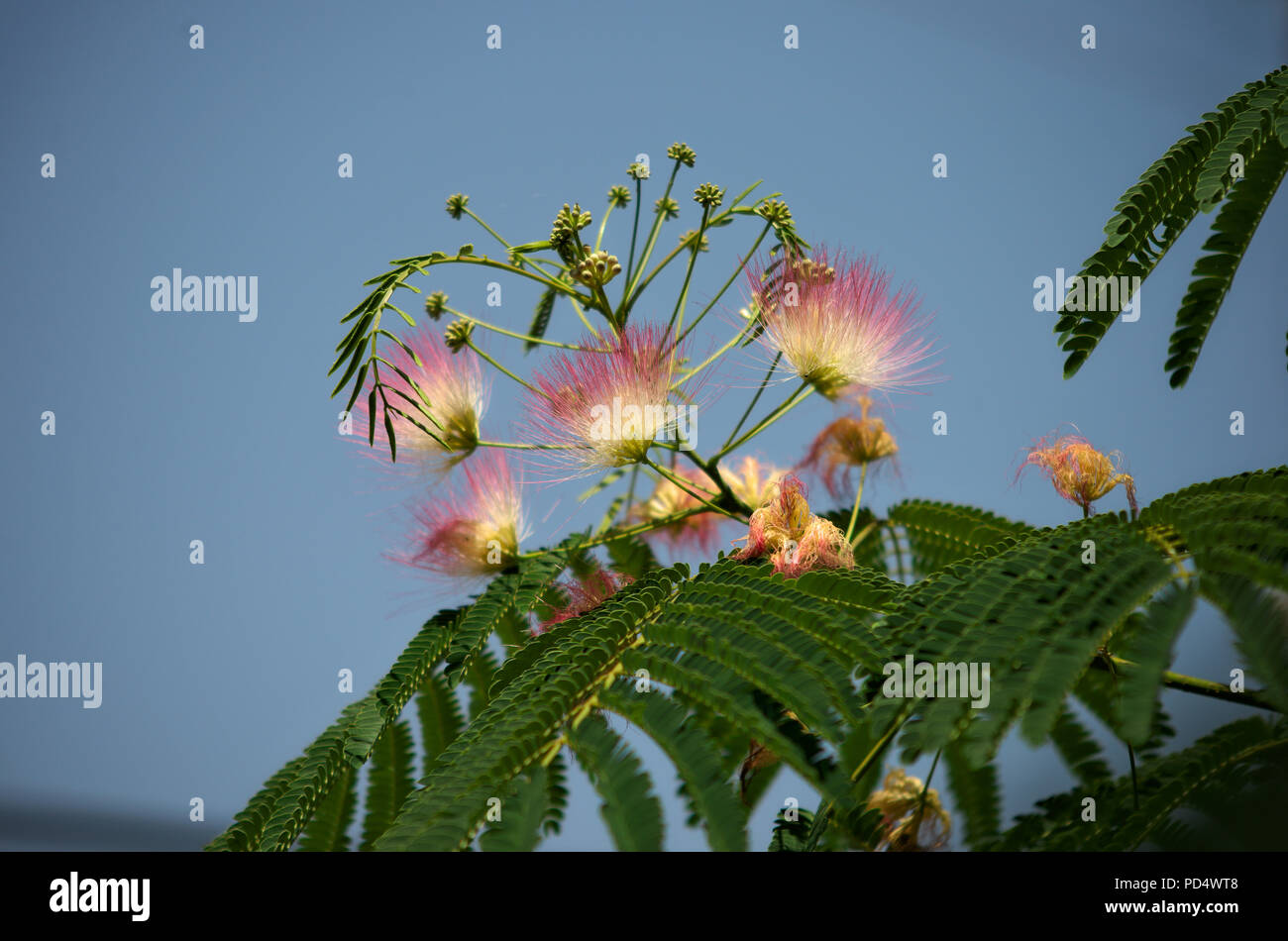 Fern like tree blooming with white and pink flowers, closeup Stock Photo
