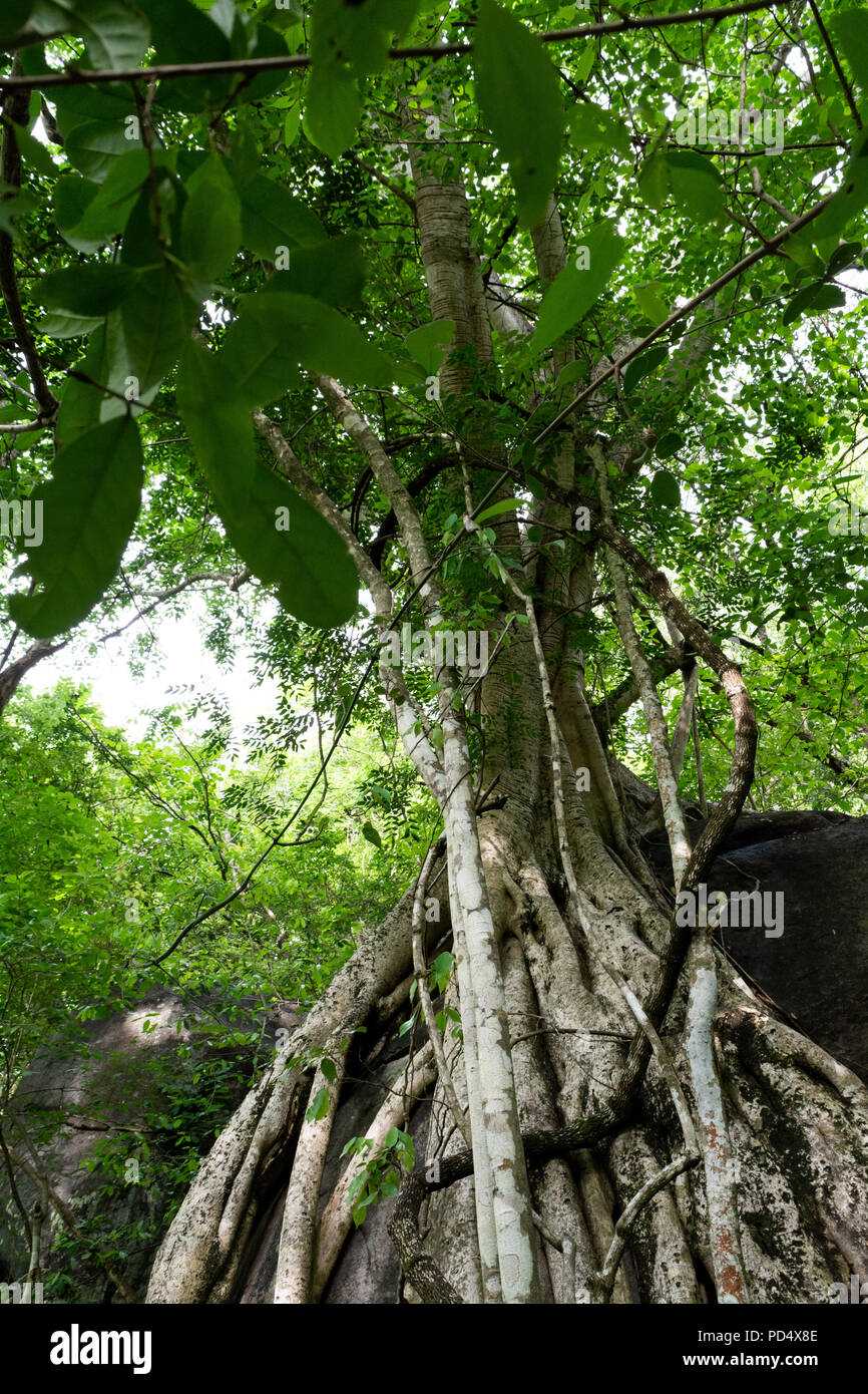 Syndra's Tree Sidra Tree Stock Photos & Sidra Tree Stock Images - Alamy